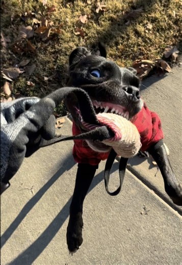 Good obedience isn’t a dog doing what you want because it has no choice. 🚫🙅🏽‍♂️ Good obedience is a dog choosing to do what you taught them to do because of how valuable you’ve made that relationship! 📝📝📝 Training can and should be fun for the dog! If you’re boring, it’s boring! Looking for dog training? Book your Free evaluations! For more information: Call or text:  1 (704) 459-8765 Email: CrossCheckCanine@gmail.com Or shoot me a message here