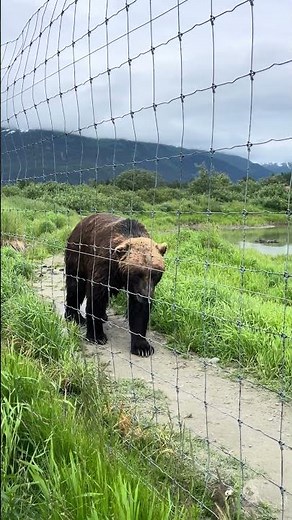 Massive Grizzly Bear at the Alaska Wildlife Conservation center 🐻