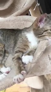 14K views · 357 reactions | Edit: Kotka adoptowana  ❎Dom stały /...