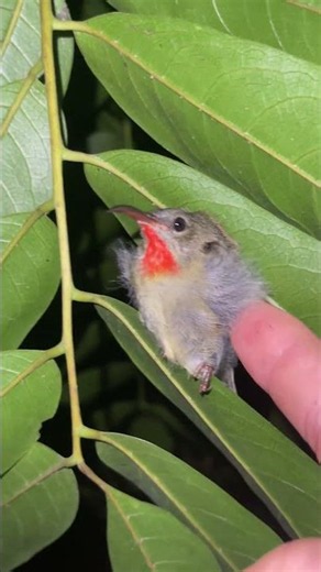 Amazing Birds and Fascinating Lizards!
