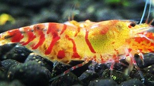 1.6K views · 35 reactions | Tigers are the best!  (Show only) | Shrimp Art | Facebook