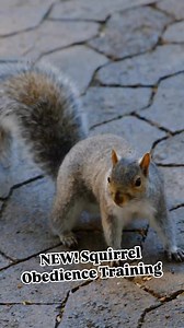 🐿️ SQUIRREL OBEDIENCE TRAINING IS HERE! 🏆🌰Tired of squirrels stealing your snacks, raiding bird feeders, or giving you the side-eye at the park? 😆 Sign them up for our new Squirrel Obedience Training/Squirrel Training Academy! Classes start soon—don't let your squirrel miss out! 🐾📍 Tag a friend who needs this! #SquirrelSquad #AprilFools #DeKalbParks #GotYou | DeKalb Park District