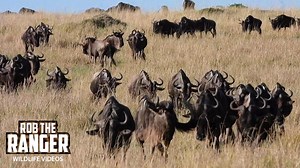 Wild Animals: Migrating Herds Transform the Plains