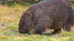 clip-1013365424-australia---circa-2017-wombat-grazes-on