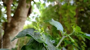Flower mantises are those species of praying mantises that mimic flowers. Their coloration is an example of aggressive mimicry, Most species of flower mantises are in the family Hymenopodidae.