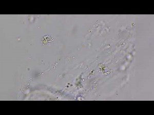 ¡Está viva! ¿Cómo se ve la saliva bajo el microscopio? #shorts