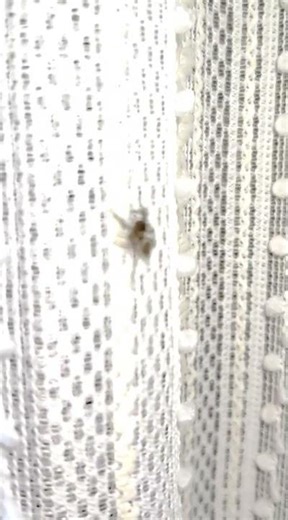 20260323_新たに4ミリのアダンソンハエトリ♀？を発見_Even though they're small, their jumping ability is impressive.
