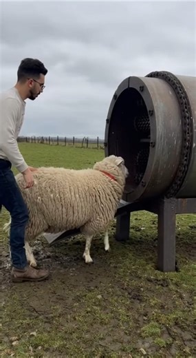 This Roller-Shear Machine Strips a Sheep Completely