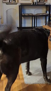 Tonight I paid sacred-homage to my wild canine ancestors by woofing at a goat's ear until it was dead. I'm sure they would be proud. And also jealous of my comfy chair. | Elvis The Boxador