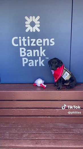 Introducing: Major 🐾🥹 #phillies #baseball #mlb #sports #dog #puppy | phillies