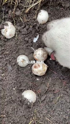 Time to Plant Allium Bulbs