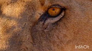 4.7K views · 78 reactions | Join us at Grassland Safari Lodge and...