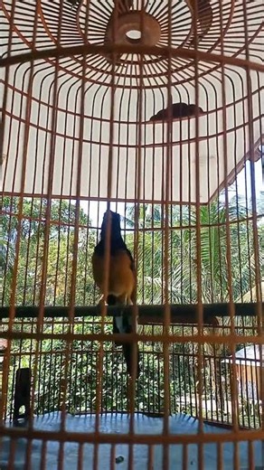 BURUNG MURAI MUDA FIGHTER