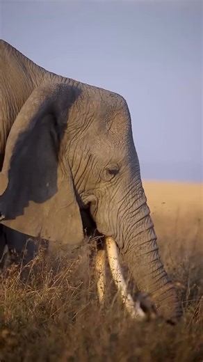 Tanzania Inside and Safari on Instagram: "Ever wondered if you’re looking at a bull or a cow? 🐘 It’s all in the forehead! While most of their “obvious” differences are hidden, you can play detective by looking at their profile. Here is the pro tip: Females (Cows): Look for a “blocky” or angular forehead. They usually have a sharp “step” at the top of their head. Males (Bulls): Think “smooth.” They have a rounded, domed forehead that curves back gracefully. Next time you’re on a drive (or scroll