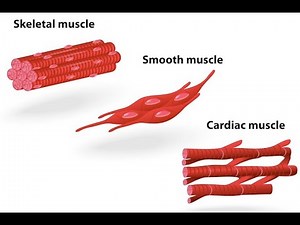ΛΕΙΤΟΥΡΓΙΚΗ ΑΝΑΤΟΜΙΚΗ 7 Δεκεμβρίου 2020 Ο Μυικός Ιστός