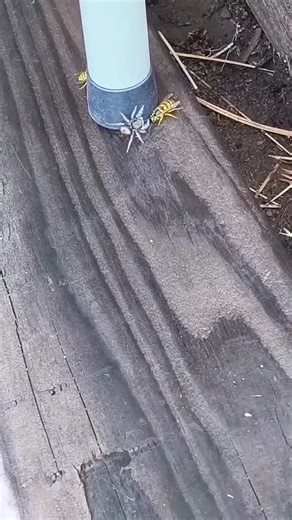 Yellow jacket VS Spider #nature #funny