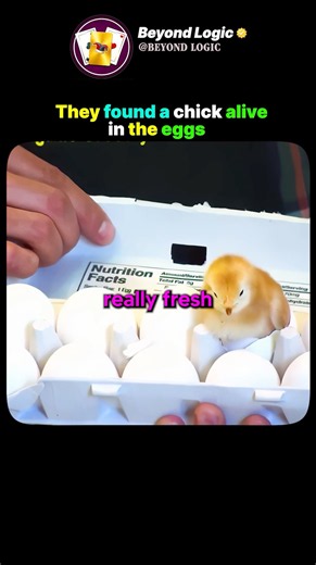 Chick in the eggs prank😱🐣