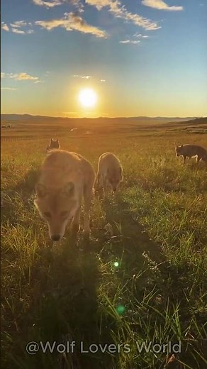 Wolves At Sunrise | A Beautiful Wildlife Moment 🌅🐺 #Shorts #Wolf #GreyWolf #WolfPack
