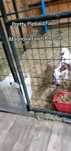 Magnolia Fawn Rescue on TikTok