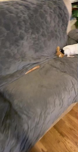 Toy Fox Terrier: The Best Little Breed