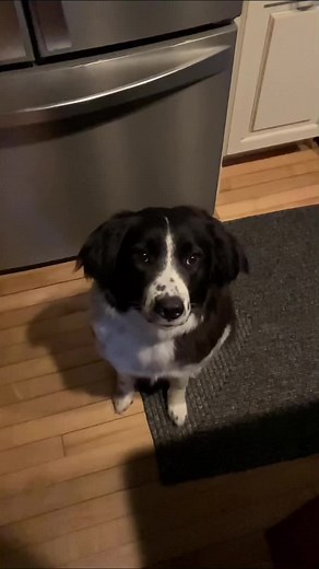 The Cheese Incident (2022) - A Cheesy Tale of Nolan's Cheddar