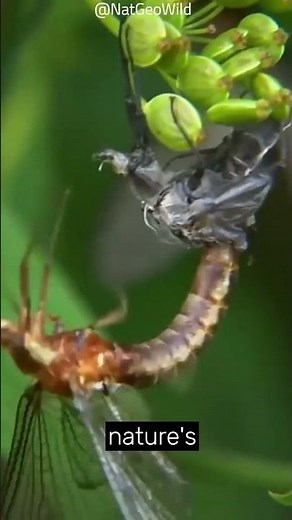 The Mayfly | A Lifespan Of Only 24 Hours! #shorts #animals