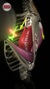 305K views · 3.3K reactions |  Common Mistake in Bicep Curls: Lack...