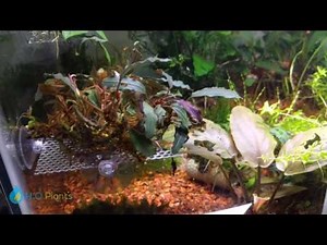 LETS TALK BUCEPHLANDRA | DAILY TRIM 1