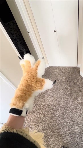 Five finger paw sleeves