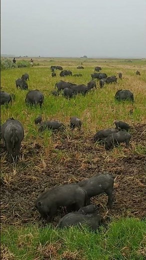 Life of Pigs in Nature: A Fascinating Journey, animal facts about pigs