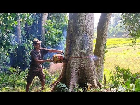 Process Felling Large Trees with Assembled Chainsaw