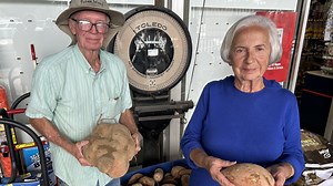 Georgia man hopes to set Guinness World Record for largest sweet potato