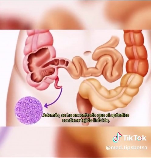 Importancia y Función del Apendice en el Cuerpo Humano