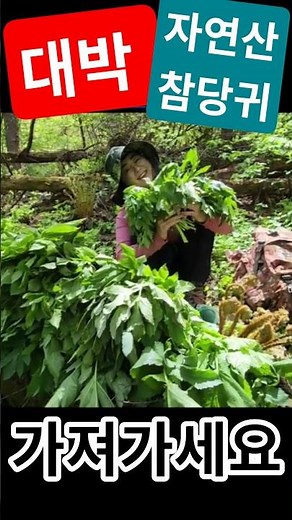 자연산 당귀 대박 #참당귀 #산당귀 #산나물 #시골생활 #약초