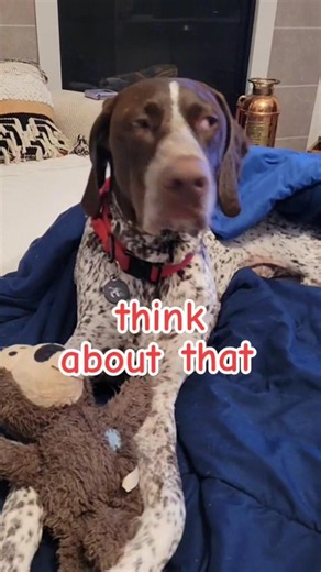think about that German Shorthaired Pointer GSP Panzer... 🤔😌🐶 #shorts #ytshorts #viral #trending