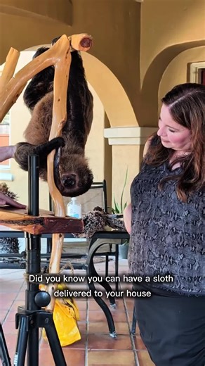 Did you know you could have your own vip experience with our animals at your house? You can call us to schedule. We've got sloths, armadillos, lemurs, reptiles, and more!! ❤️ #educational #sloth #aquarium