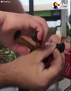 This snake is super deadly, so this guy's saving his life VERY carefully 🐍💚 | The Dodo
