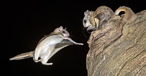 Photographing Flying Squirrels with High Speed Flash