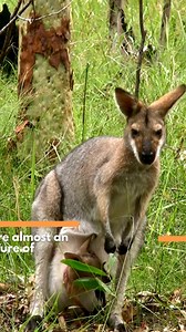 Australia is famous for its stunning scenery and vibrant ecosystems, but let’s be real, it’s the weird and wonderful wildlife that really grabs your attention. Check out these amazing species that help make this continent a true wildlife paradise: https://bit.ly/3BUZwY8 For a quick look, here are 11 unique Australian animals - and some you might not know exist! 1. Koala These iconic little guys are famous for their super cuddly looks and love for munching on eucalyptus leaves. You’ll usually spo