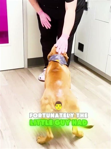 This dog finally opened up its heart🐶🥰#shorts