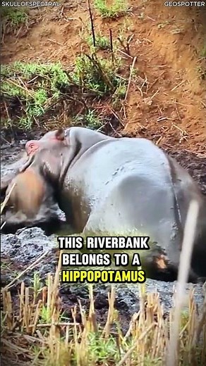 From Wild Dogs to a Hippo Jaws - A Fatal Escape