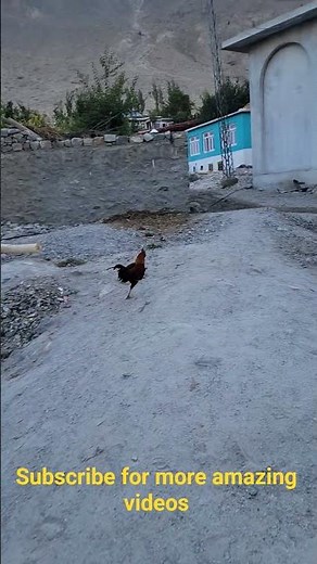 Majestic Rooster Takes Flight | Stunning Wing Spread in Full Energy• The Most Powerful Rooster