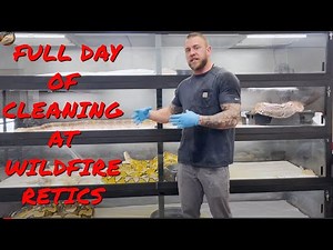 How To Address The MESS- What It Takes To Keep Our Reticulated Python Collection Clean