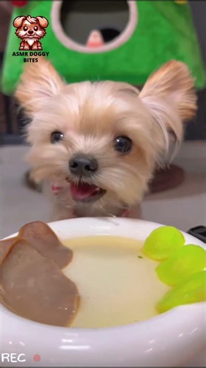 This Is Your Habit Now 😱 Yorkie ASMR #pets #chihuahuafanclub #cute #asmr #puppy #asmrdogs #chihuahua