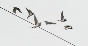 Flock Of Swallows Sitting On A Wire. Barn Swallow Or Hirundo Rustica, Also Called Martin. Frightened Swallows Take Off From Wire. Fly Of Birds On Sky Background. Migration Birds. Slow Motion, Slo-Mo.