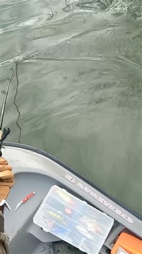 Kentucky musky follows and misses on the figure 8 #muskyfishing #musky #fishing