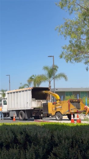 Tree Care Services in California, USA #Daily Actions