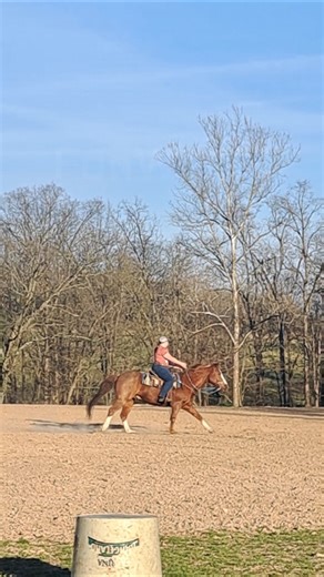 Rode Bumpy in barrel reins for the first time #horse #rodeo #barrelracing