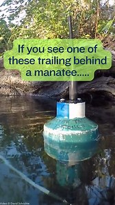 Learn more about manatee tagging and tracking! Report tagged manatees to FWC at 1-888-404-3922. | Save the Manatee Club