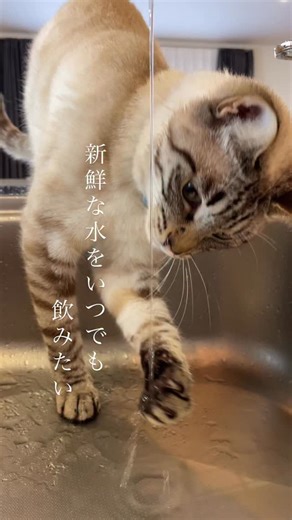 soranohi | 自動給水器ずっと気になってたんですが 色々な種類がありすぎてどれがいいのか分からず、 なかなか手を出せずにいました。 そんな中今回お試しさせていただいた @homerunpet_jp さんの コードレスウォーターファウンテンは 🍎コードレスでコンセントが無い場所にも置ける... | Instagram